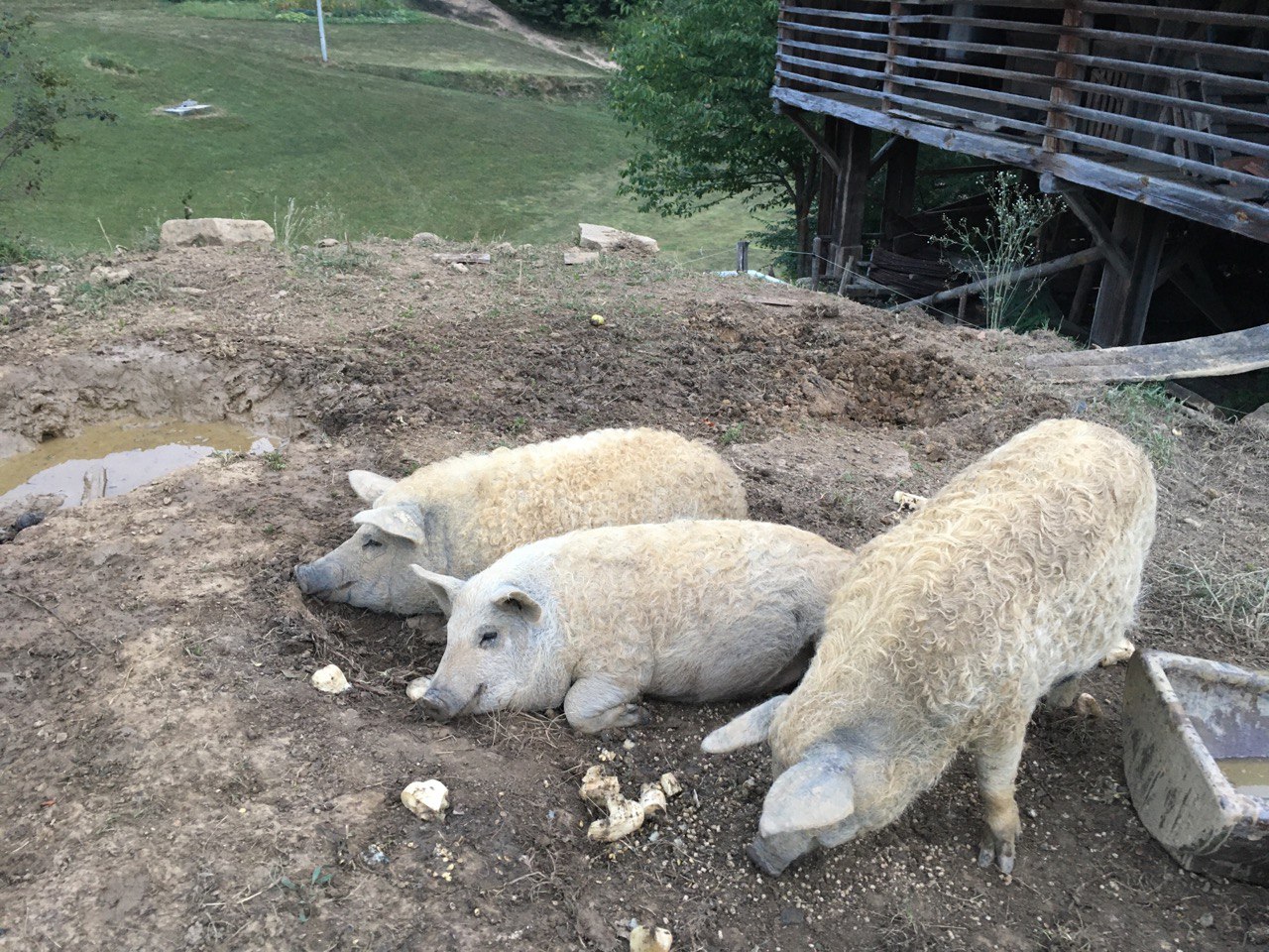 Drei Schweine