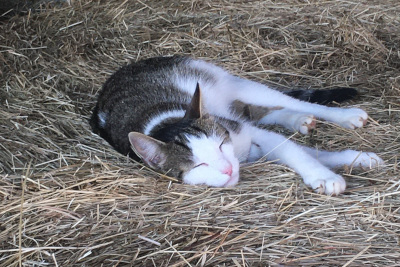 Katze im Stroh