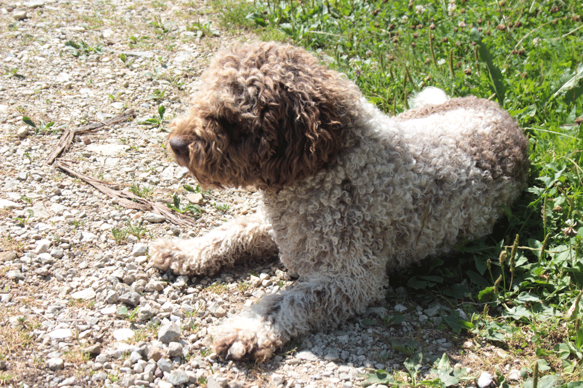 Hund ohne Leine