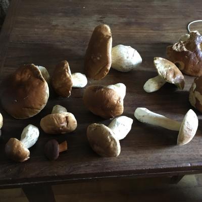 Pilze
